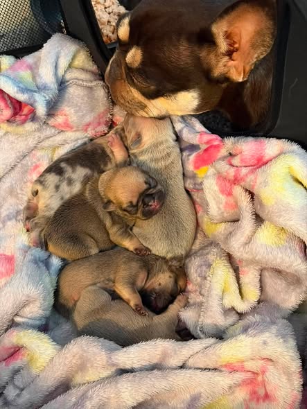 French bulldog Plungington