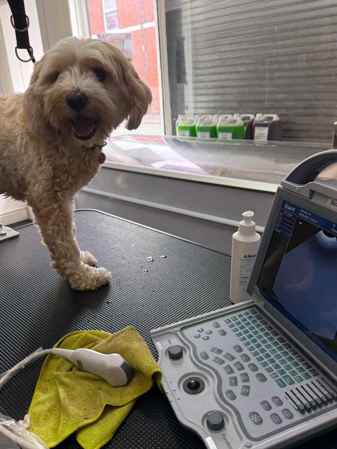 Dog Ultrasound Scan Heysham