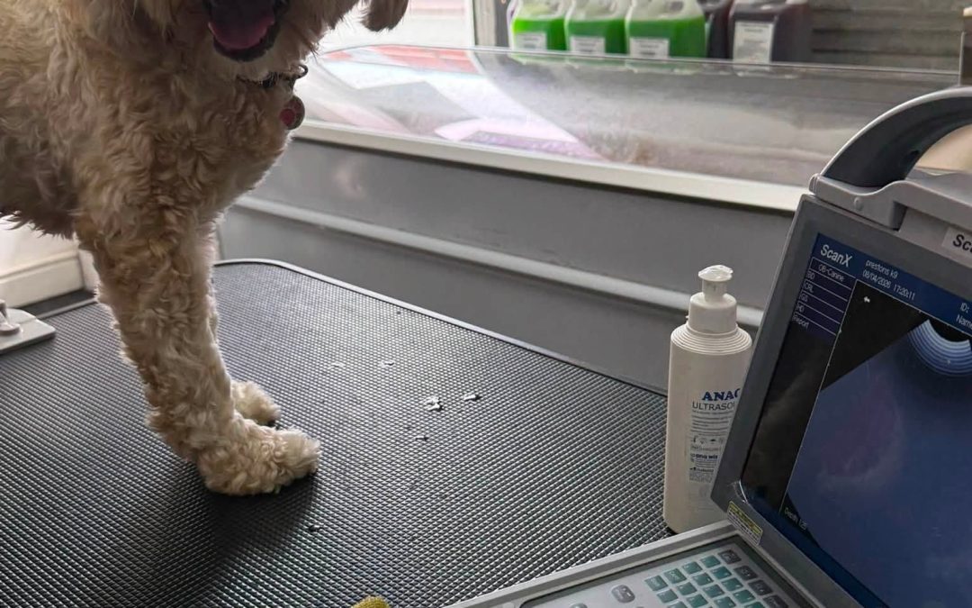 Dog Ultrasound Scan Heysham
