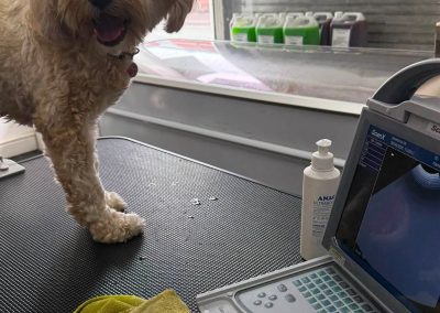 Dog Ultrasound Scan Heysham