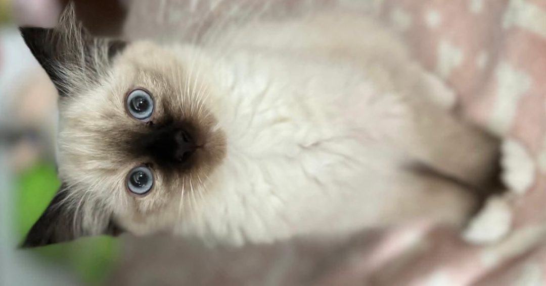 Rag Doll Kittens Preston