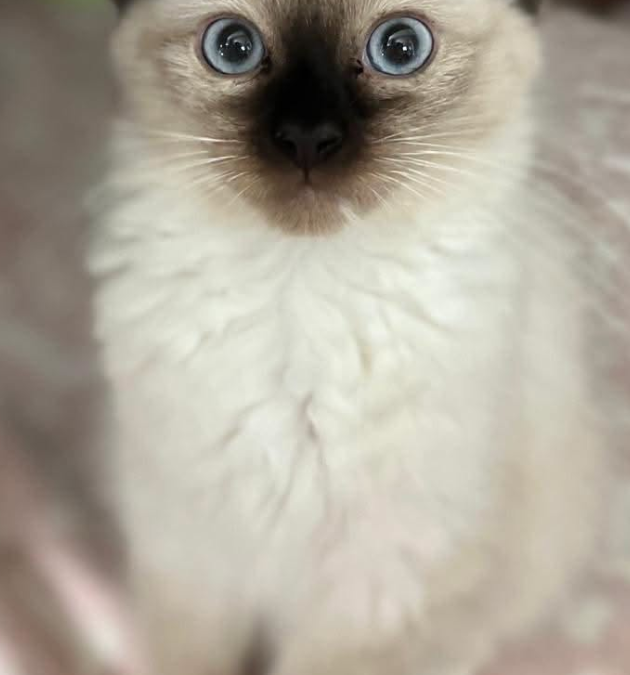 Rag Doll Kittens Preston