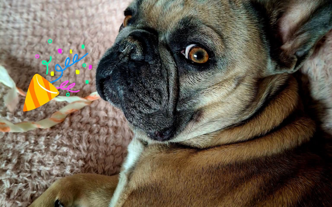 French Bulldog Breeding Preston
