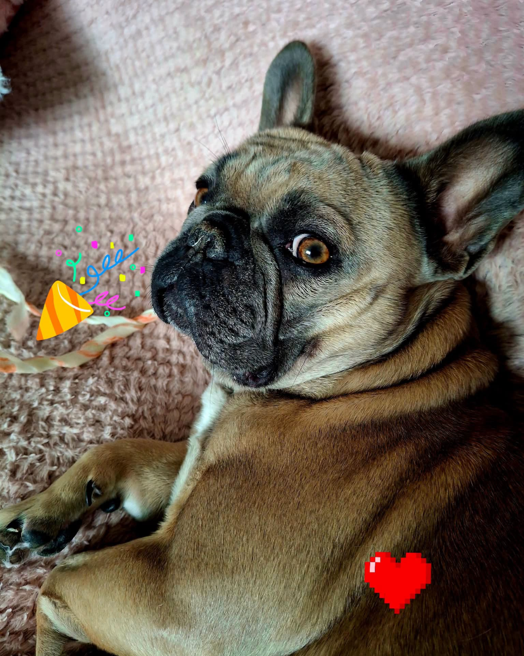 French Bulldogs Preston