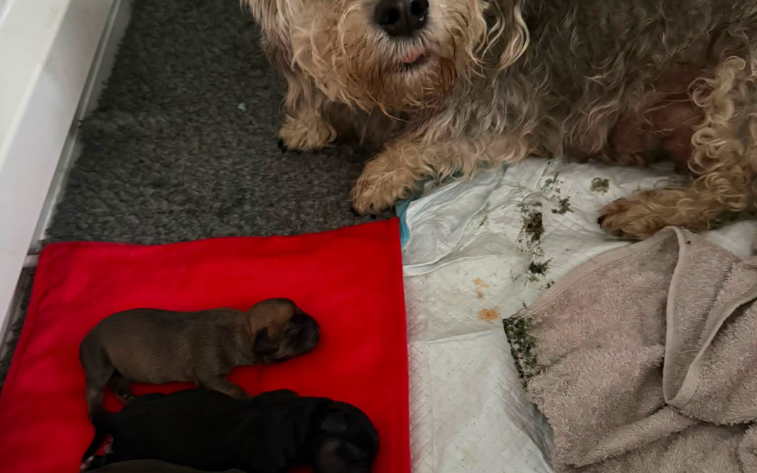 Mobile Dog Ultrasound Bolton