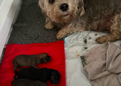 Mobile Dog Ultrasound Bolton