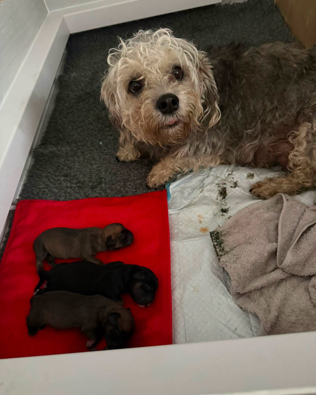 Mobile Dog Ultrasound Bolton