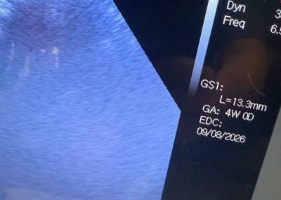 Dog Ultrasound Cockerham