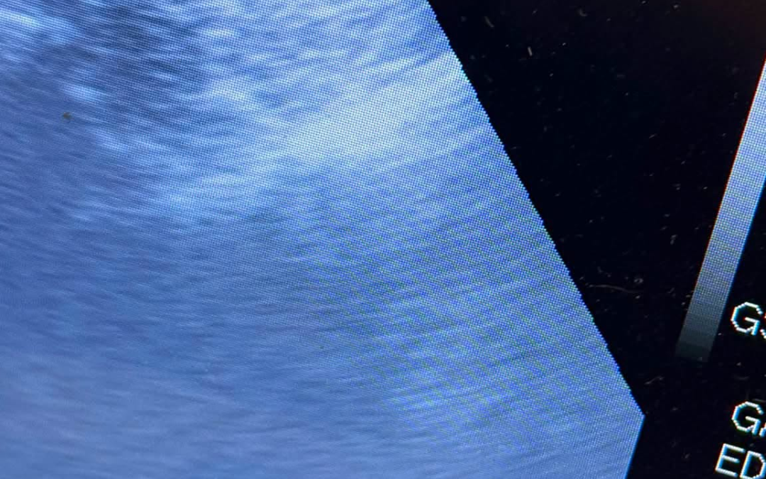 Cat Ultrasound Scan Preston