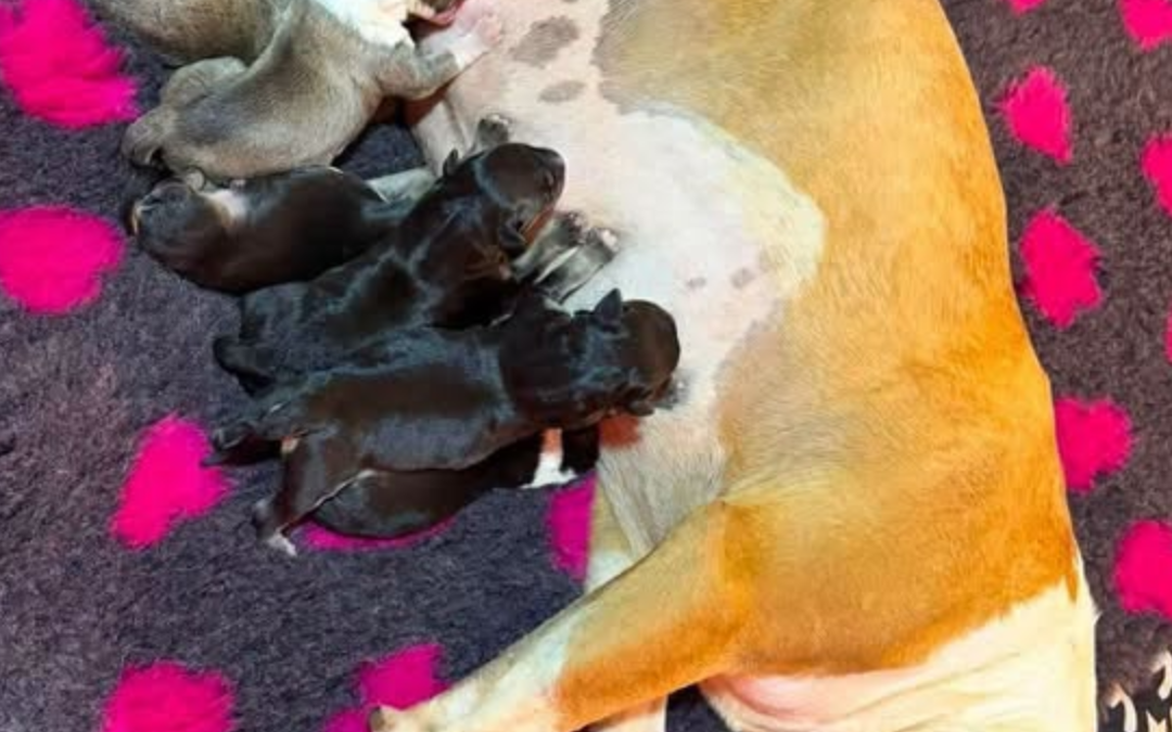 Dog Ultrasound Warton