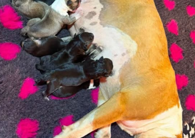 Dog Ultrasound Warton