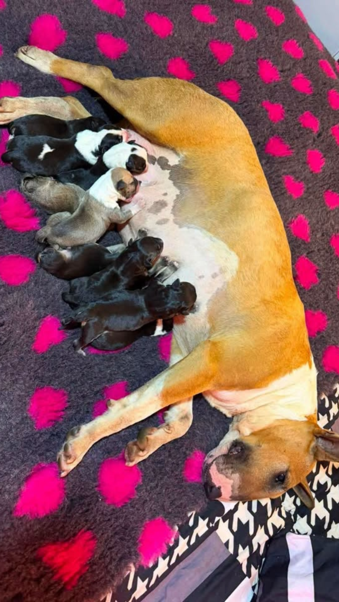 Dog Ultrasound Warton