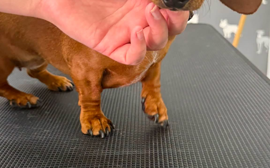 Dachshund Breeding Preston