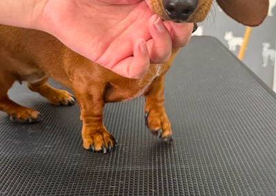 Dachshund Breeding Preston