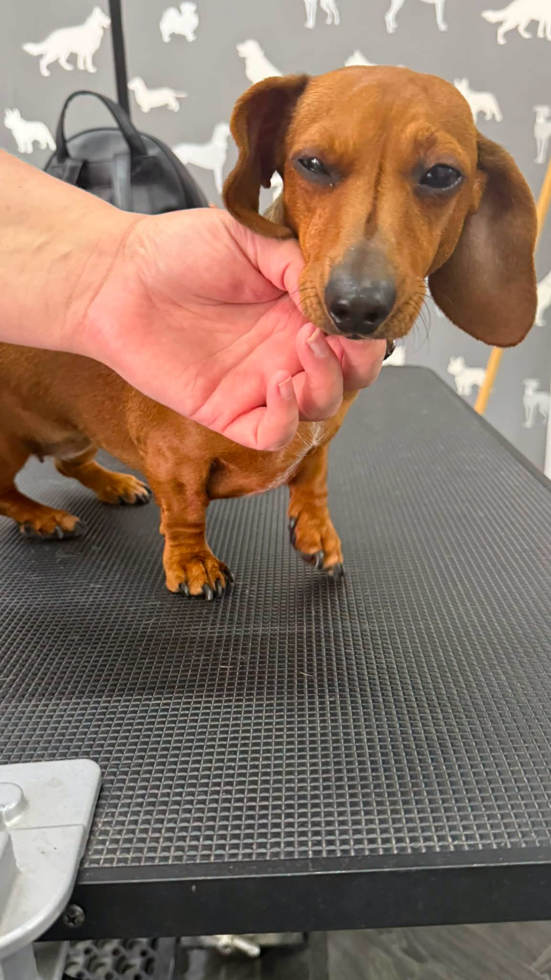 Dachshund Breeding Preston