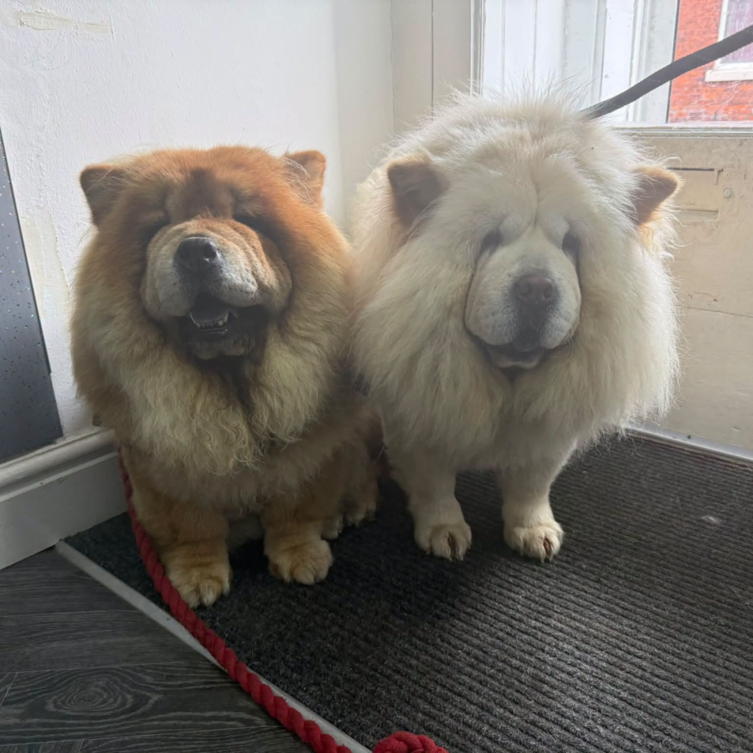Dog Mating Assistance Blackburn