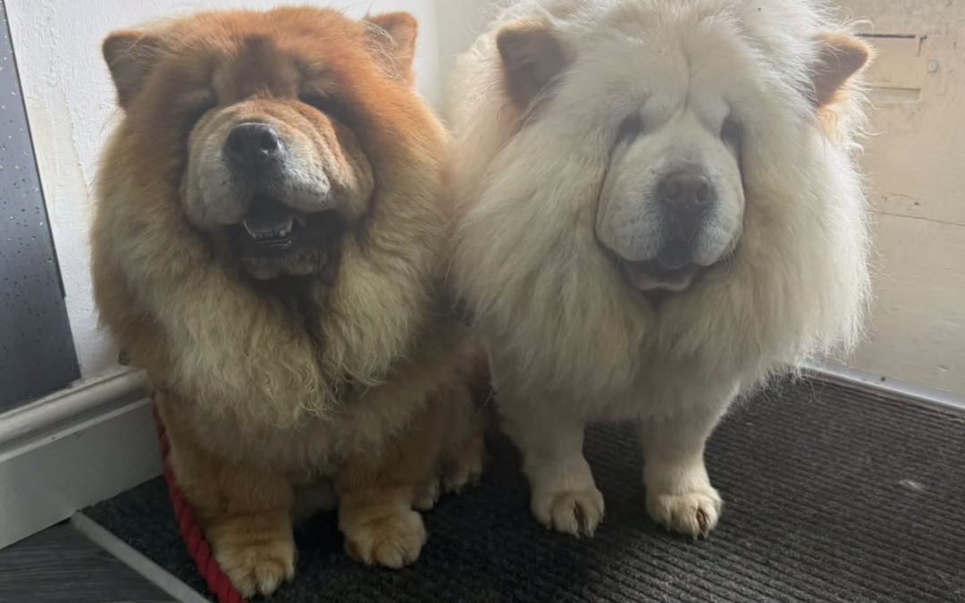 Dog Mating Assistance Blackburn