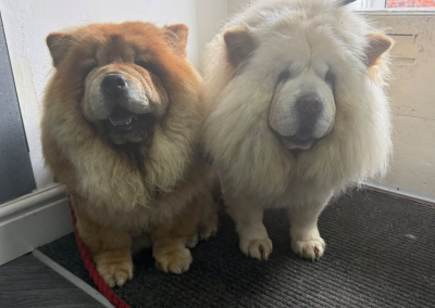 Dog Mating Assistance Blackburn