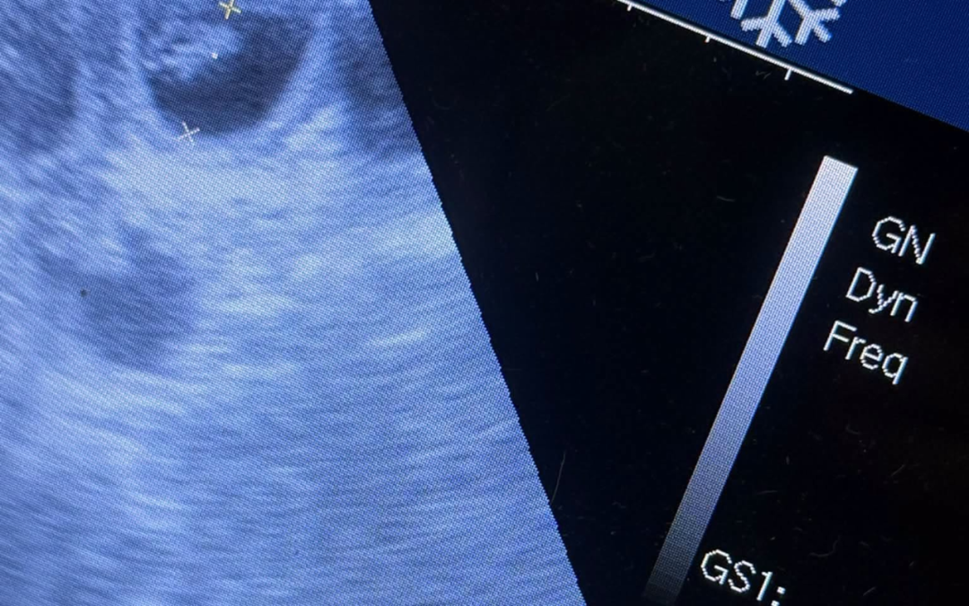 Mobile Dog Ultrasound Darwen