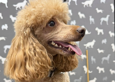Dog Fertility Padiham